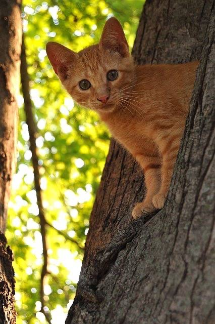 Cool baby cat on tree