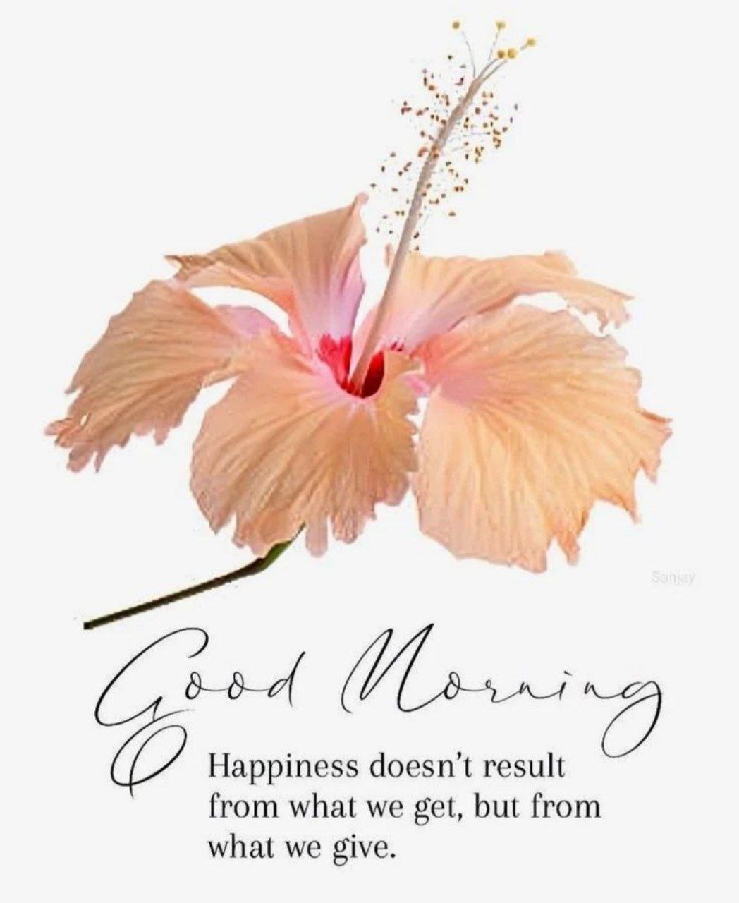 Good Morning beautiful flowers Images Good Morning beautiful flowers Images