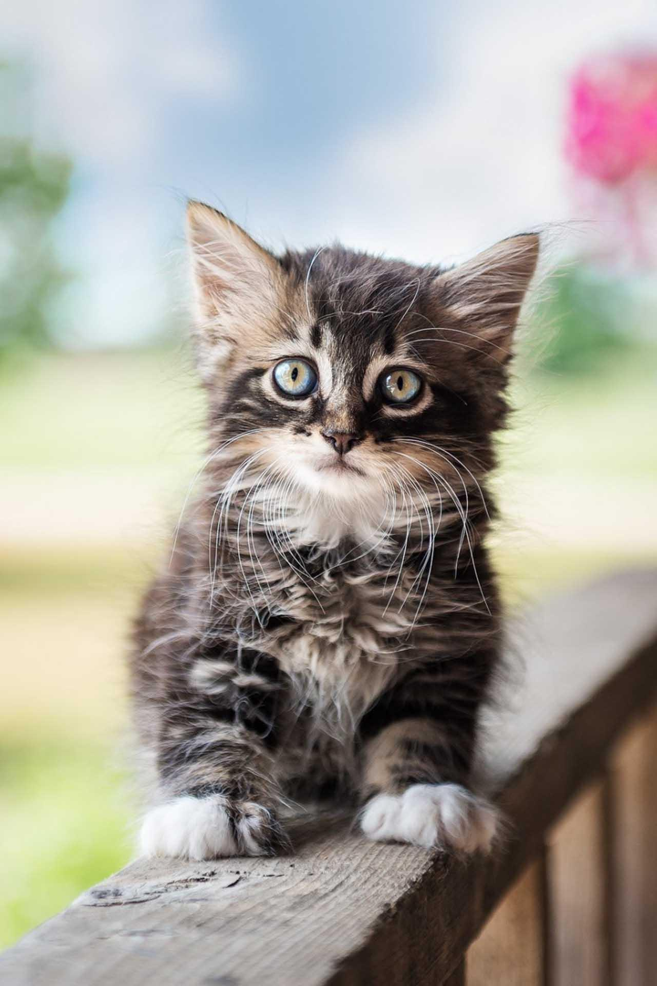 Cute Kitten Wallpaper HD images Cute Kitten Wallpaper HD images